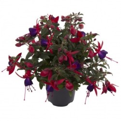 Fuschia rouge et mauve