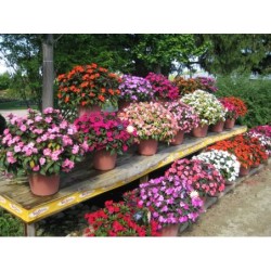 Impatience nouvelle Guinée (mélange)