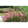 Gaura rose