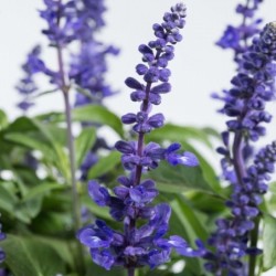 Salvia (bouture) bleu