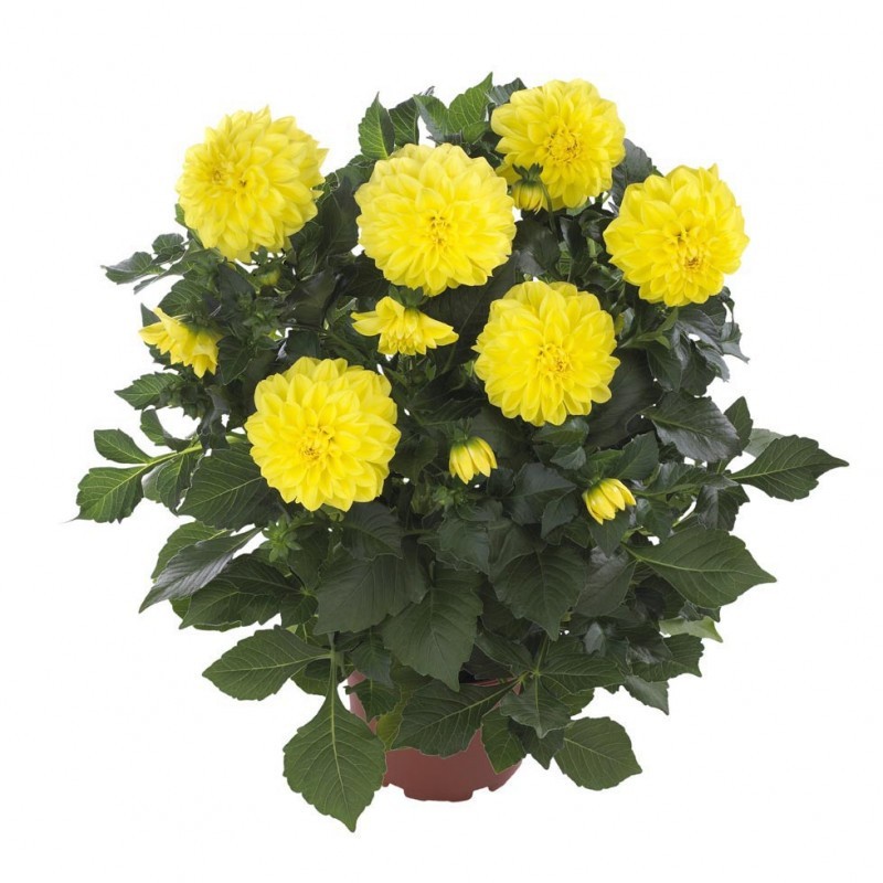 Dahlia (couleur surprise)