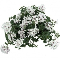 Géranium suspendu à simple fleur (balcon) blanc