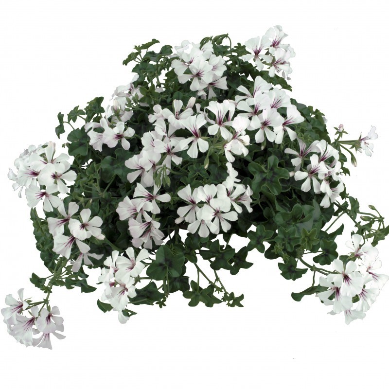 Géranium suspendu à simple fleur (balcon) blanc