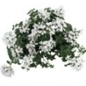 Géranium suspendu à simple fleur (balcon) blanc