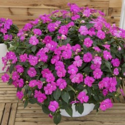 Sunpatiens lavande