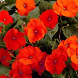 Sunpatiens orange