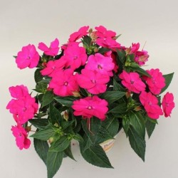 Sunpatiens rose