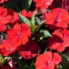 Sunpatiens rouge