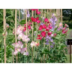 Pois de senteur (Mélange)