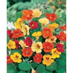 Capucine (couleur surprise)