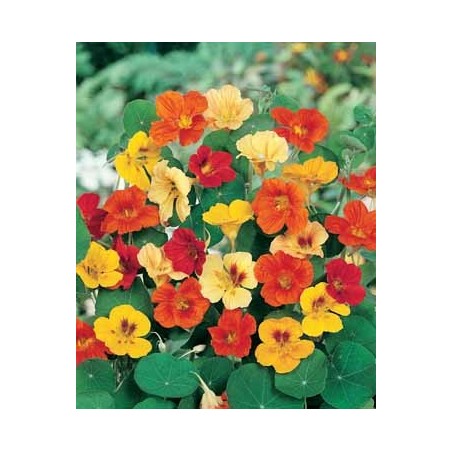 Capucine (couleur surprise)