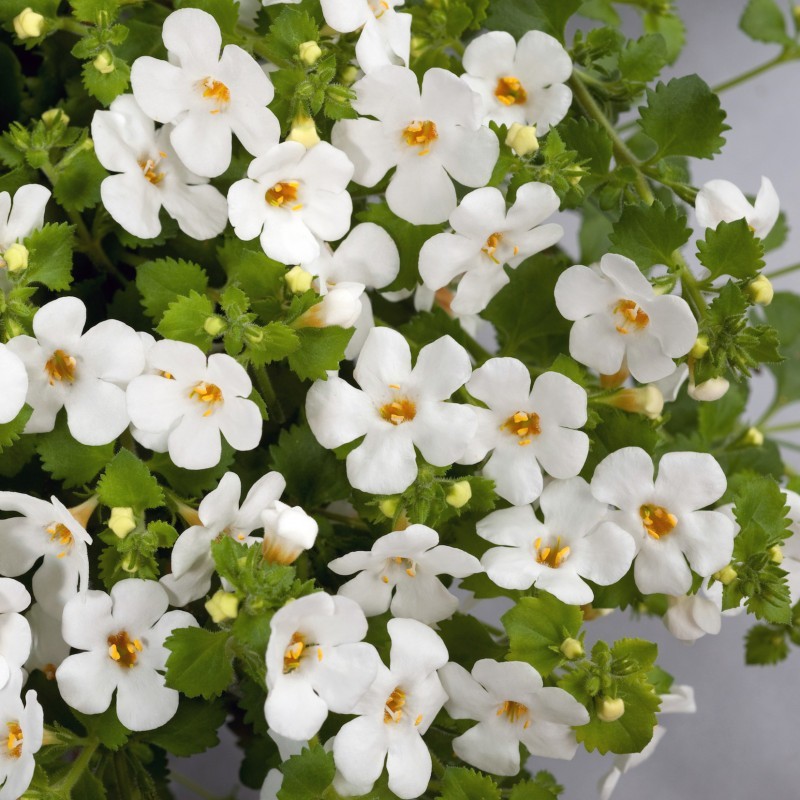 Bacopa blanc (Supendu/retombant)