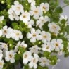 Bacopa blanc (Supendu/retombant)