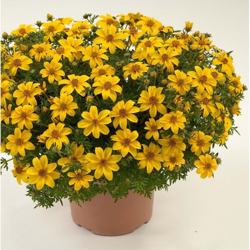 Bidens jaune (Suspendu/retombant)