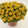 Bidens jaune (Suspendu/retombant)