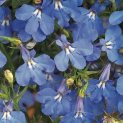 Lobélia bleu (Pots de 9cm)