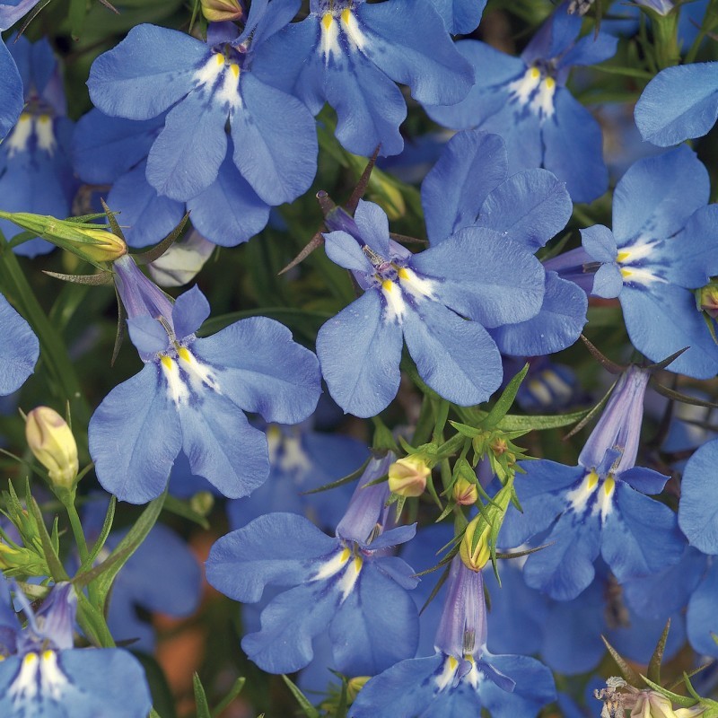 Lobélia bleu (Pots de 9cm)