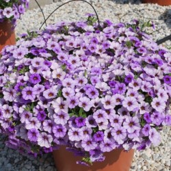 Million bells bleu (Suspendu/retombant)