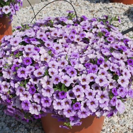 Million bells bleu (Suspendu/retombant)