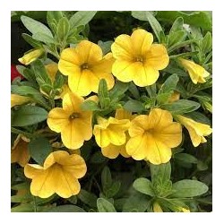 Million bells jaune (Suspendu/retombant)