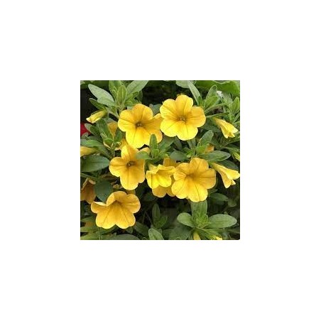 Million bells jaune (Suspendu/retombant)