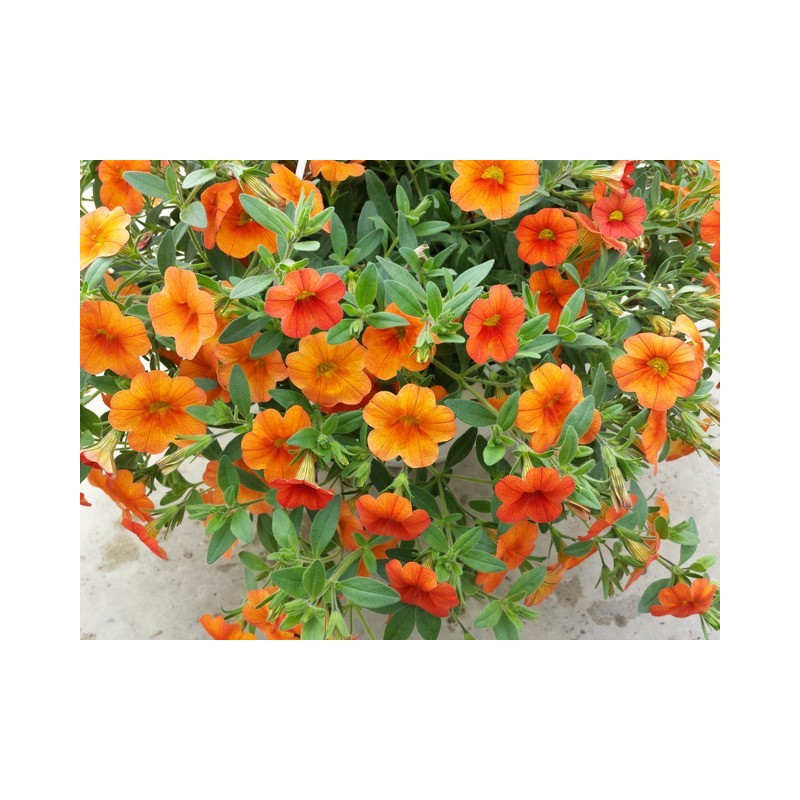 Million bells orange (Suspendu/retombant)