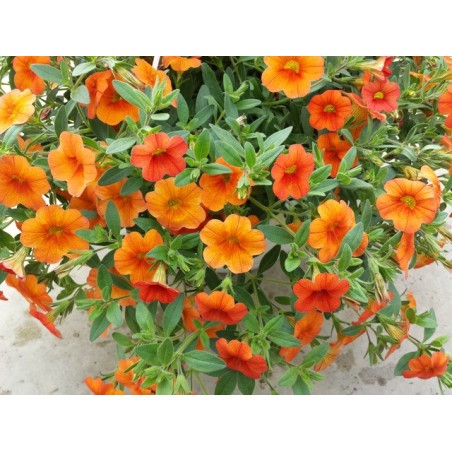 Million bells orange (Suspendu/retombant)