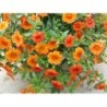 Million bells orange (Suspendu/retombant)