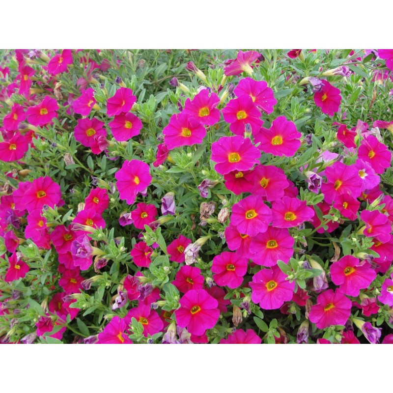 Million bells rose (Suspendu/retombant)