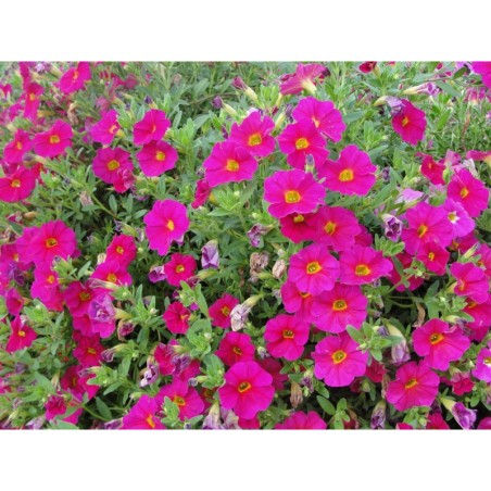 Million bells rose (Suspendu/retombant)