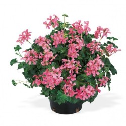 Géranium suspendu à simple fleur (balcon) rose