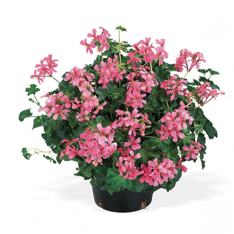 Géranium suspendu à simple fleur (balcon) rose