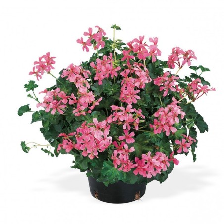 Géranium suspendu à simple fleur (balcon) rose