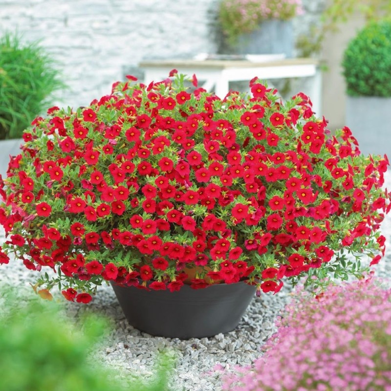 Million bells rouge (Suspendu/retombant)