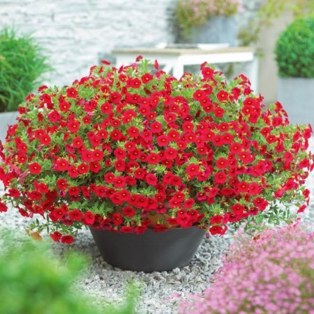 Million bells rouge (Suspendu/retombant)