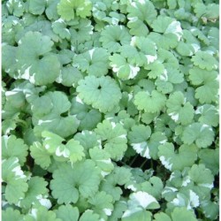 Népéta (Suspendu/retombant)