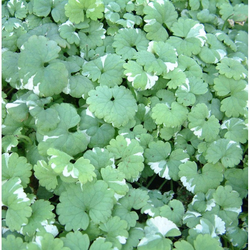 Népéta (Suspendu/retombant)