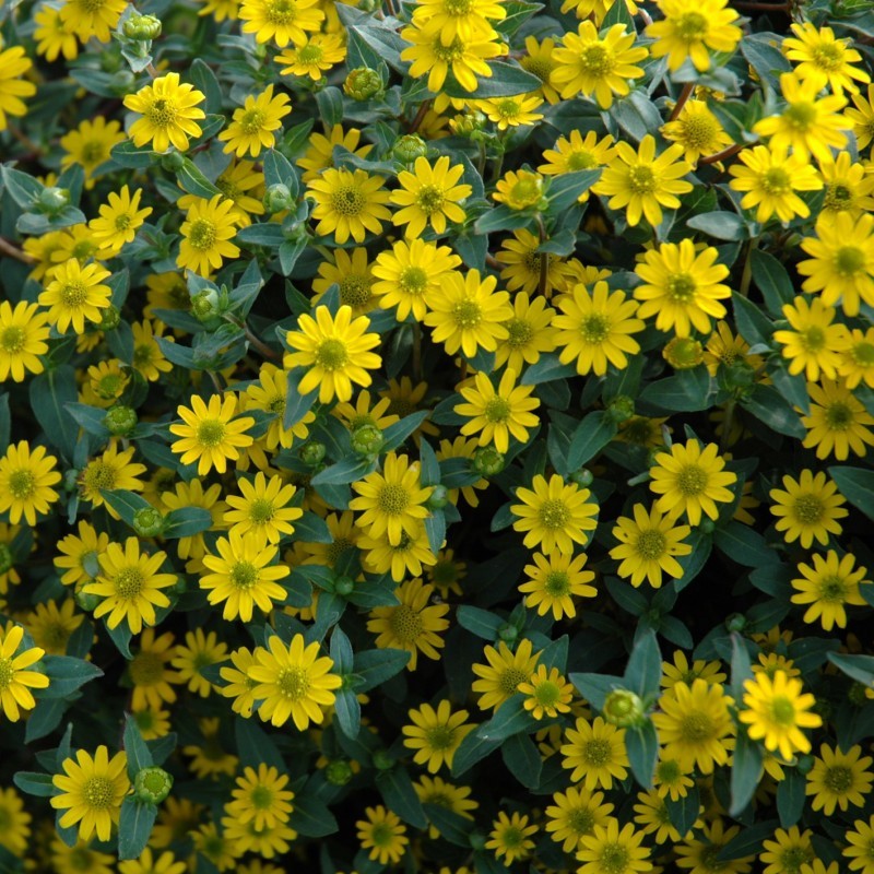 Sanvitalia jaune (Suspendu/retombant)