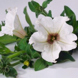 Surfinia blanc  (Suspendu/retombant)