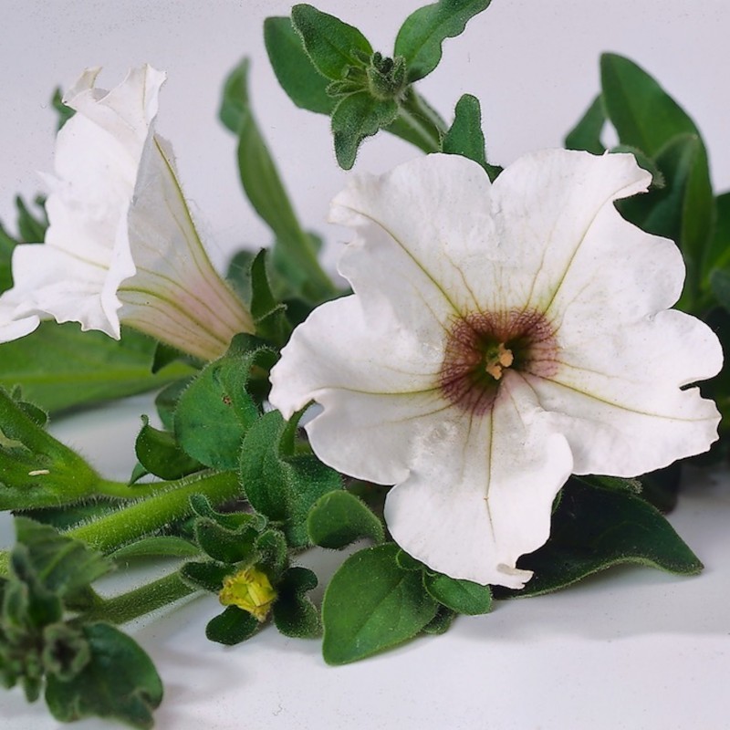 Surfinia blanc  (Suspendu/retombant)