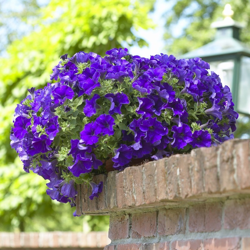 Surfinia bleu  (Suspendu/retombant)