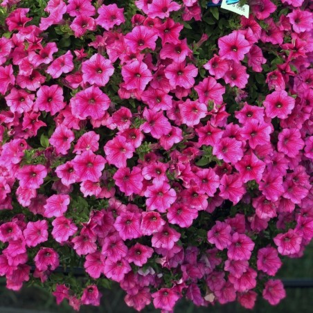 Surfinia hot pink  (Suspendu/retombant)