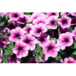 Surfinia pink vein  (Suspendu/retombant)