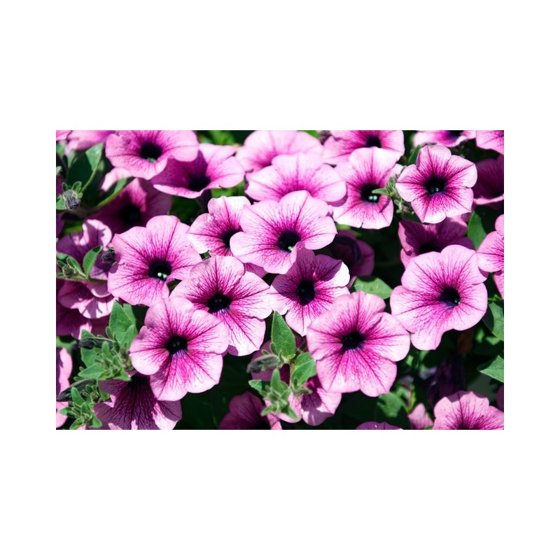 Surfinia pink vein  (Suspendu/retombant)