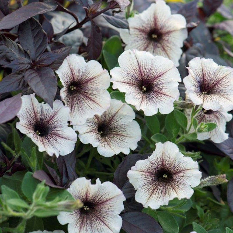 Surfinia purple vein  (Suspendu/retombant)