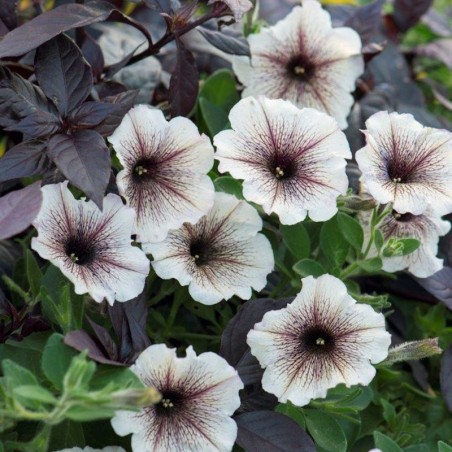 Surfinia purple vein  (Suspendu/retombant)