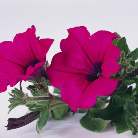 Surfinia purple  (Suspendu/retombant)