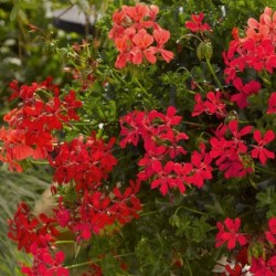 Géranium suspendu à simple fleur (balcon) rouge