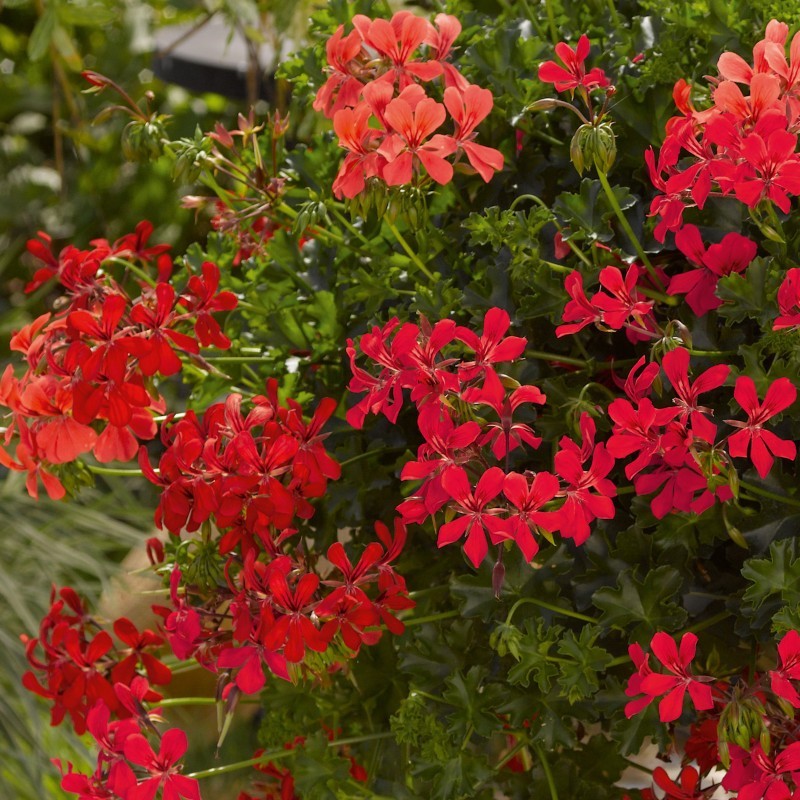 Géranium suspendu à simple fleur (balcon) rouge