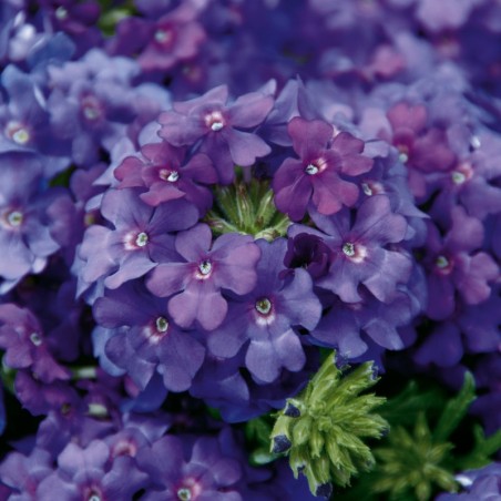 Verveine bleu (Suspensdu/retombant)